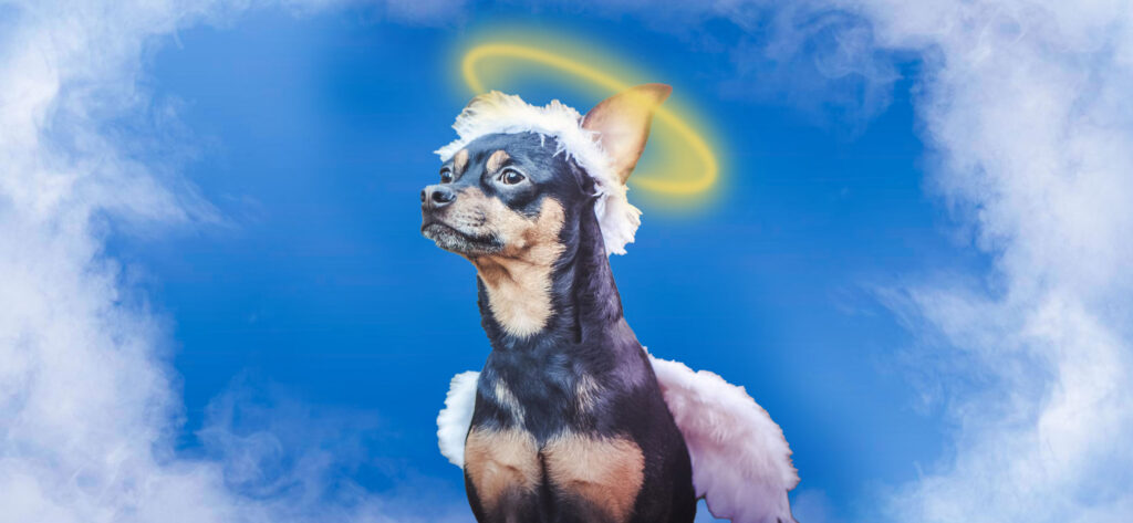Extra Special Peg para sa Namayapang Fur Baby