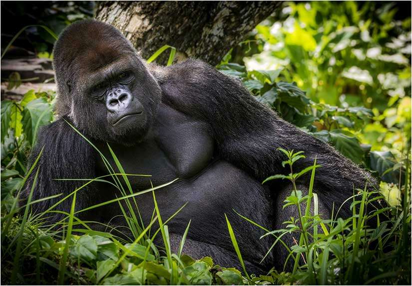 The Precarious Existence of Critically Endangered Gorillas Gorillas