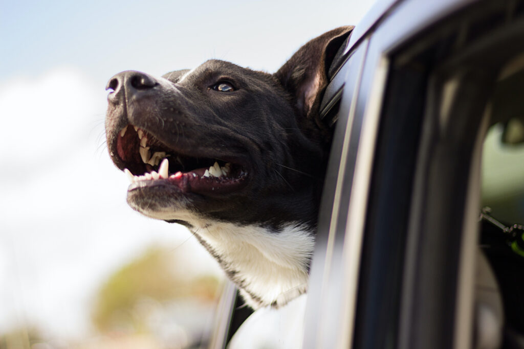 GrabPet is back! Here’s what you can do to bring your fur babies with you