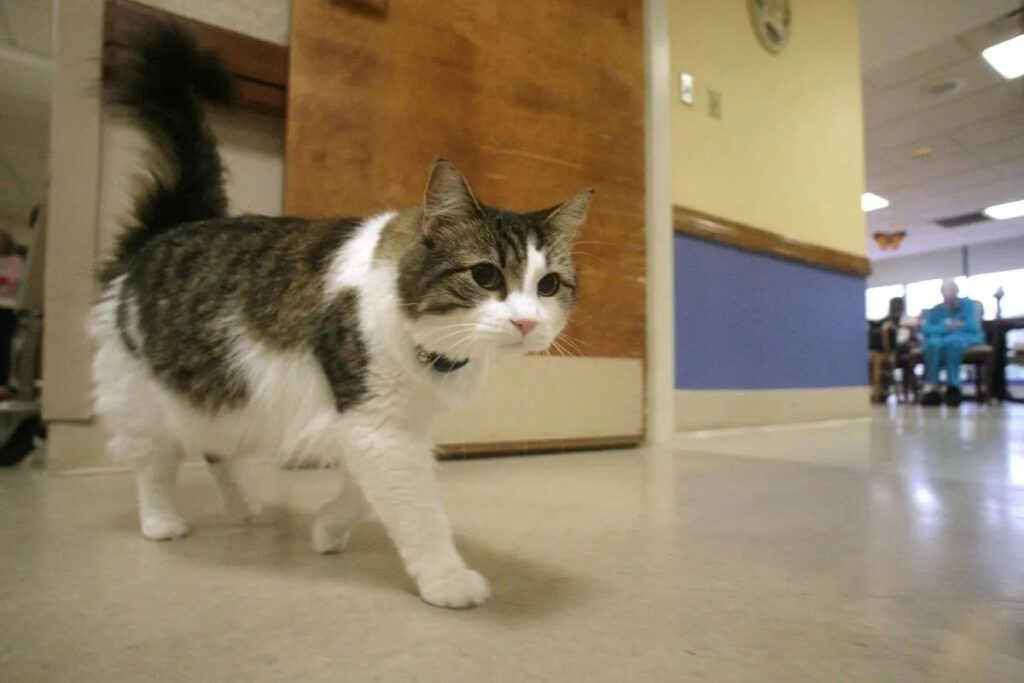 The heartwarming case of Oscar, the therapy cat