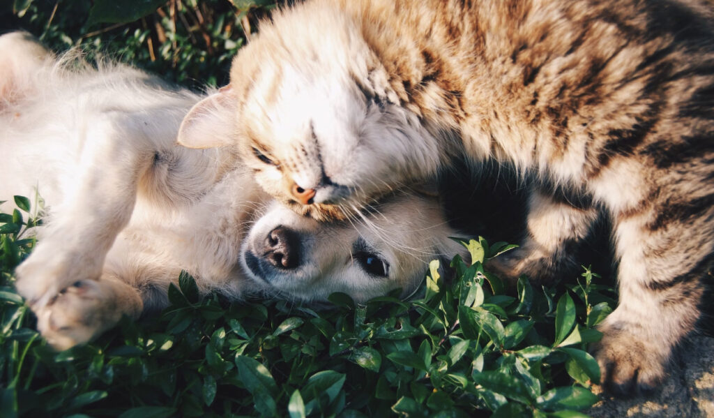 Local brands to love as a Fur Parent