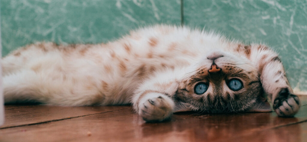Study shows cats make nearly 300 expressions – is it possible?