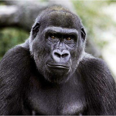 The Precarious Existence of Critically Endangered Gorillas