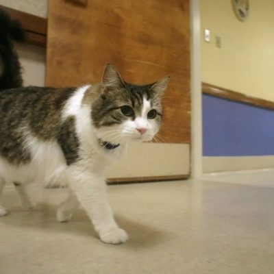 Oscar, the therapy cat